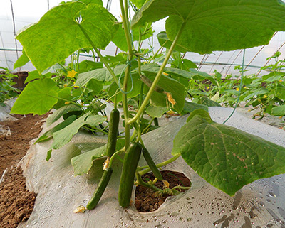 Z6���������ǲ�(�й���)�ٷ���վ